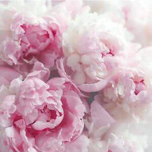 Liquide handzeep 500ml Peony Arborea - Afbeelding 2